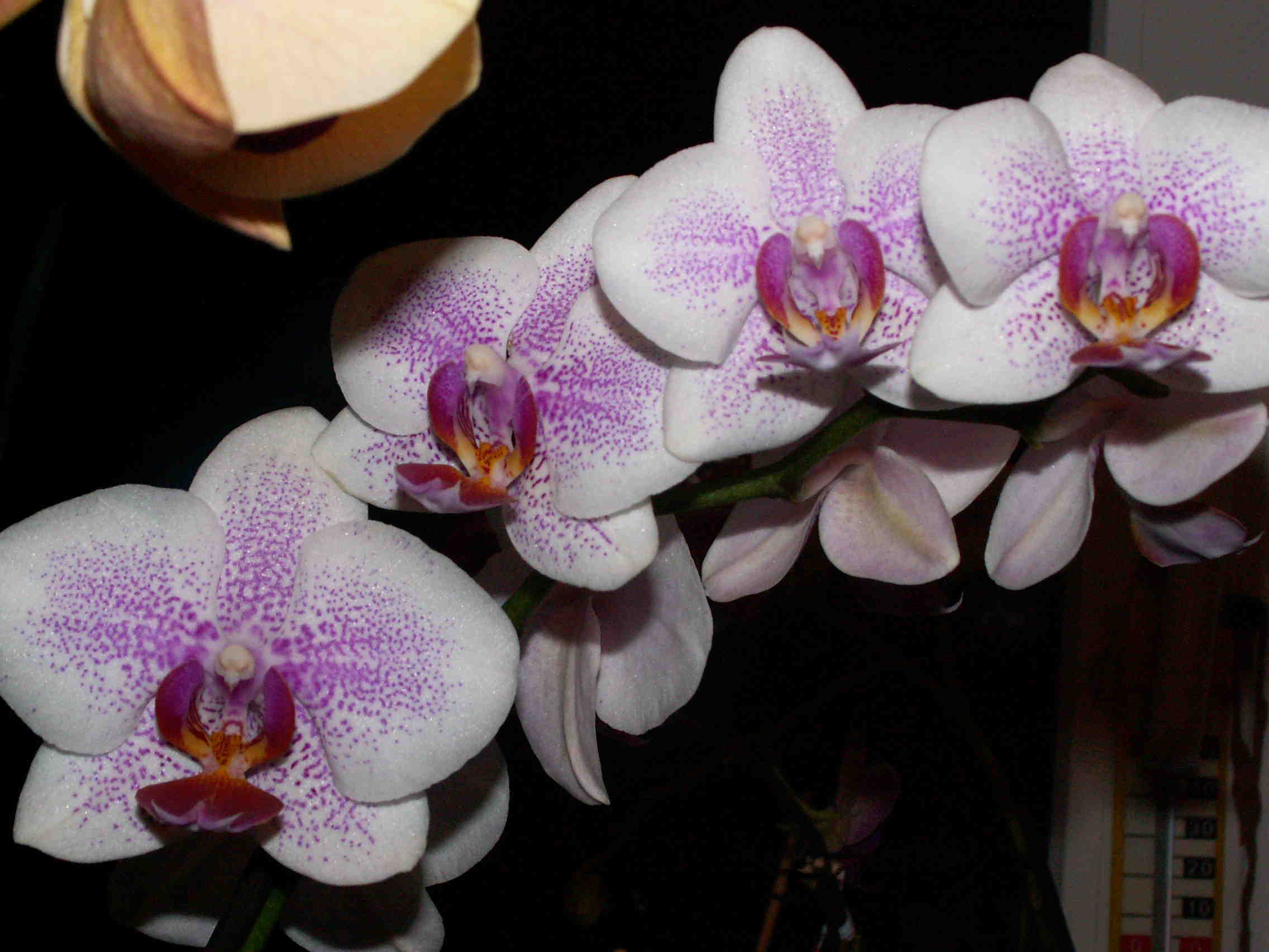 PICT0044.JPG
