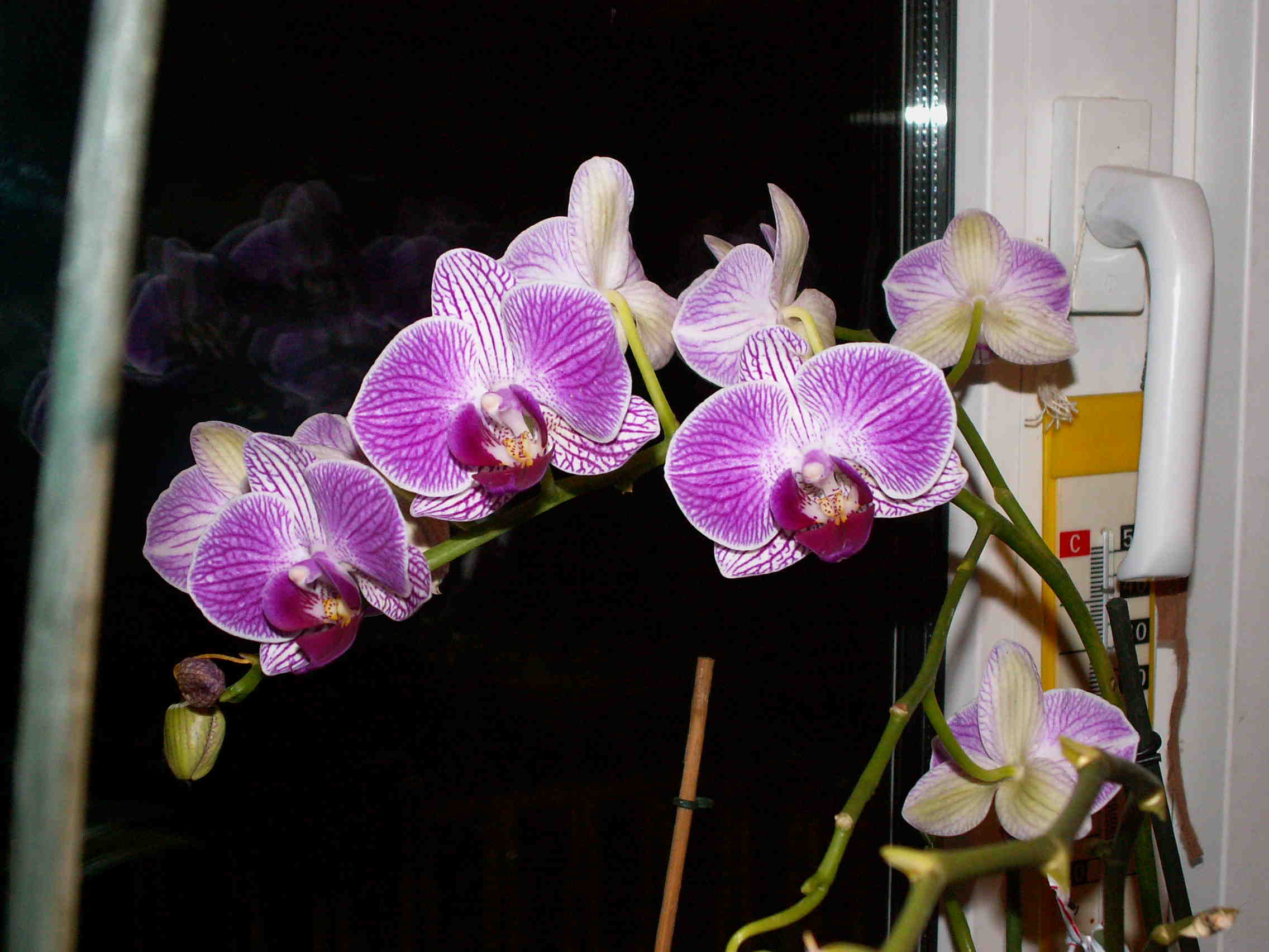 PICT0056.JPG